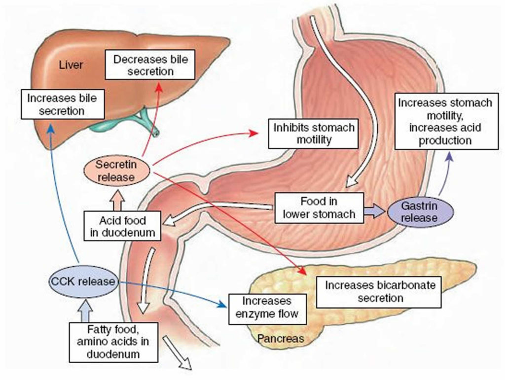 Which Cells Secrete Bicarbonate In Stomach