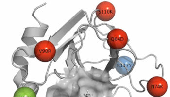 trypsin