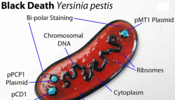 yersinia pestis