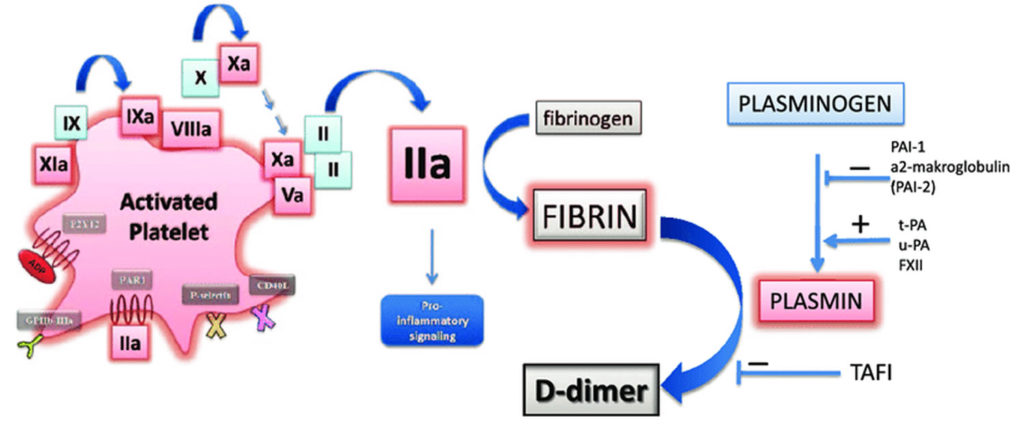 D Dimer Test Normal D Dimer Level And Elevated D Dimer Level Causes