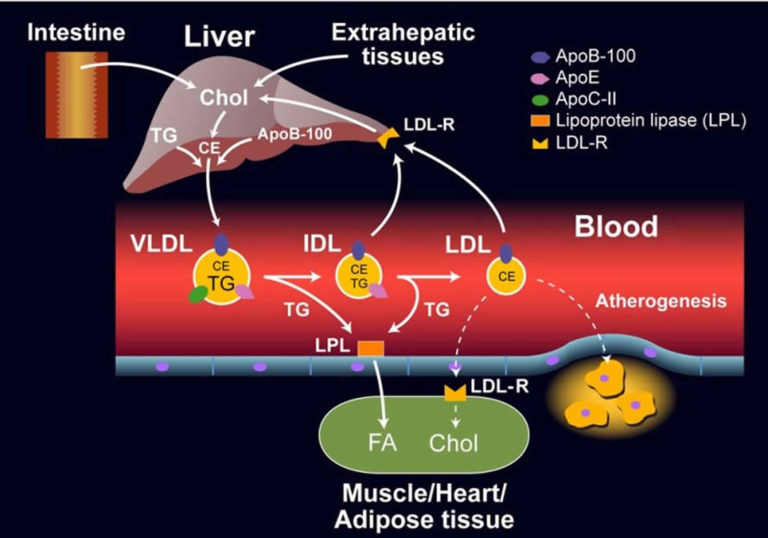 Lipoprotein Function, Types, Lipoprotein-a Test And Lipoprotein Lipase ...