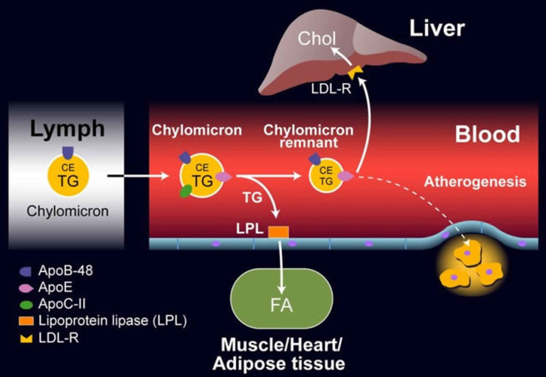 Lipoprotein Function, Types, Lipoprotein-a Test And Lipoprotein Lipase ...