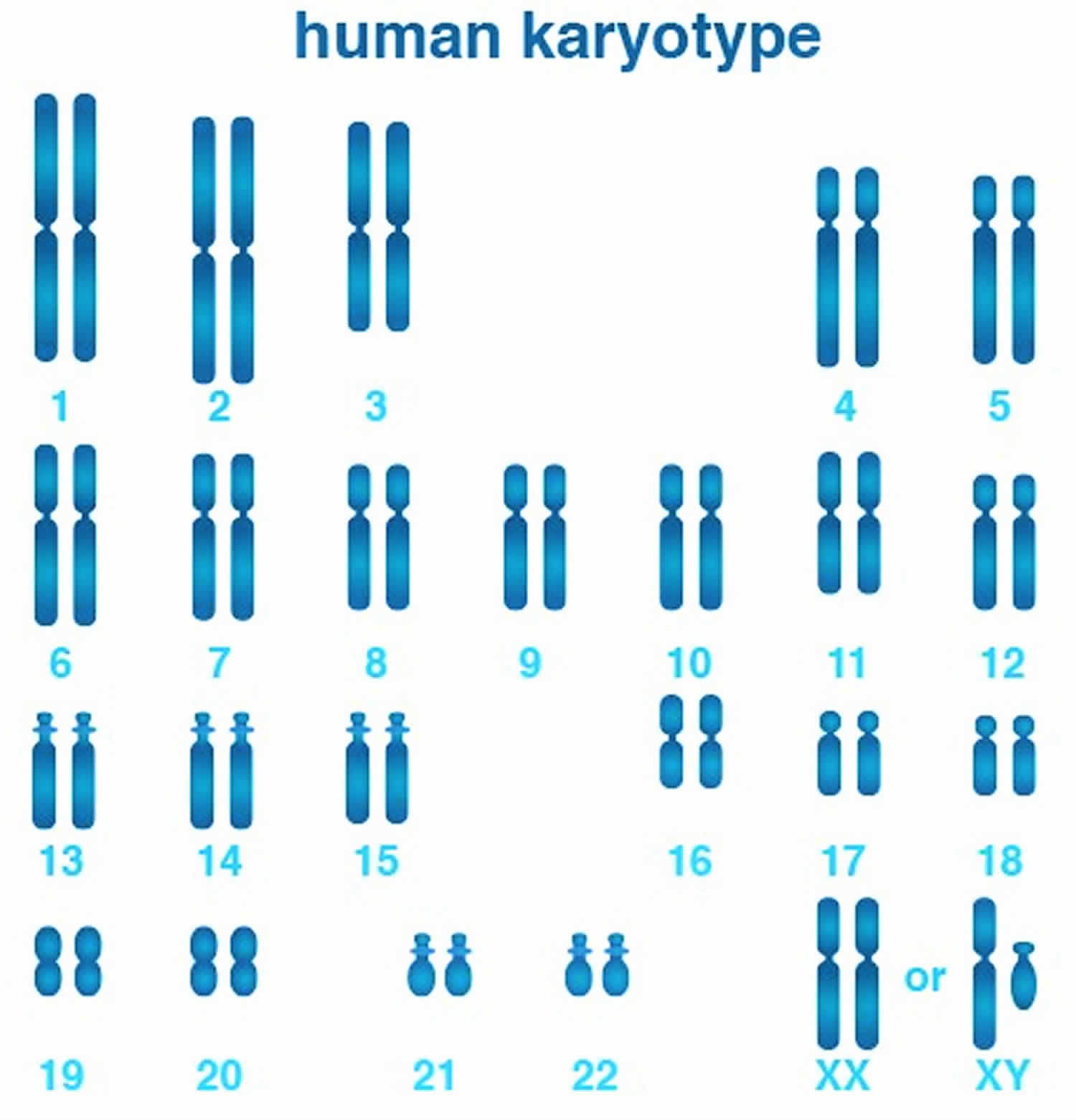 Karyotype Karyotype Test And Analysis Normal Karyotype And Abnormal Karyotype 3377