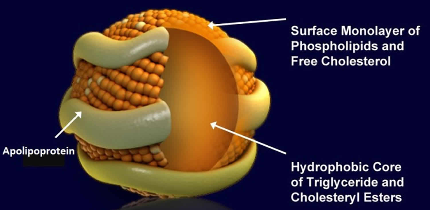 lipoprotein-function-types-lipoprotein-a-test-and-lipoprotein-lipase