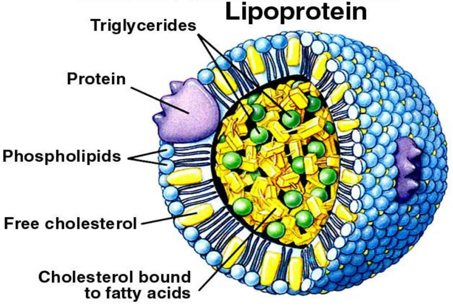 Lipoprotein Function Types Lipoprotein A Test And Lipoprotein Lipase Function