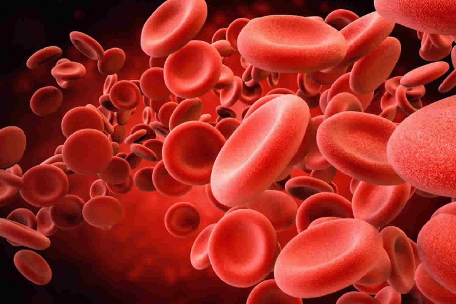 Human Blood Types Explained How Do Blood Types Work Blood Types 