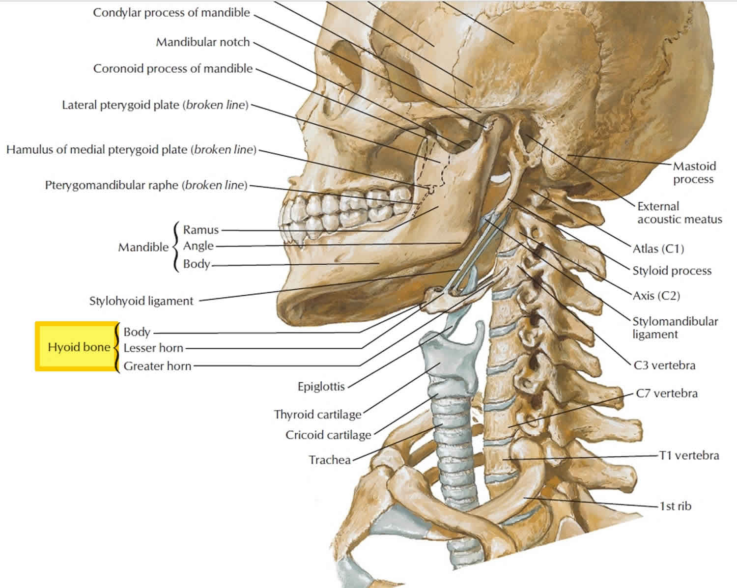 Hyoid bone anatomy, location, dislocation, fracture & hyoid bone syndrome