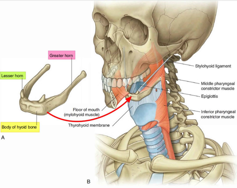 Hyoid bone anatomy, location, dislocation, fracture & hyoid bone syndrome