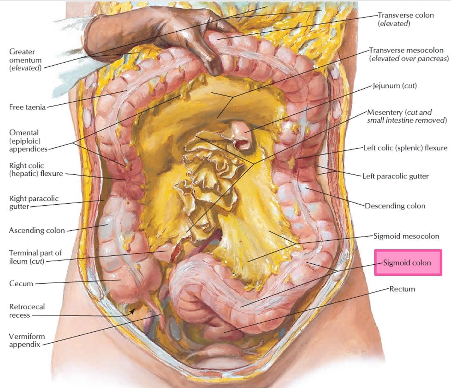 Анатомия внутренних органов женщины фото. Анатомия органов брюшной полости.