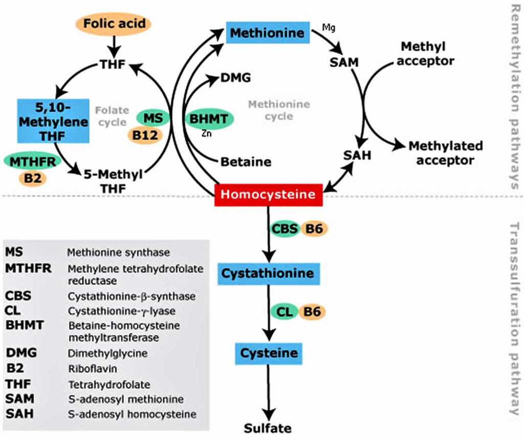 Mthfr Gene Mthfr Gene Mutation Symptoms Diagnosis Test And Treatment