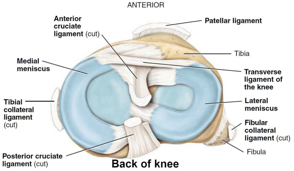 Meniscus tear knee symptoms, signs, diagnosis, treatment and recovery