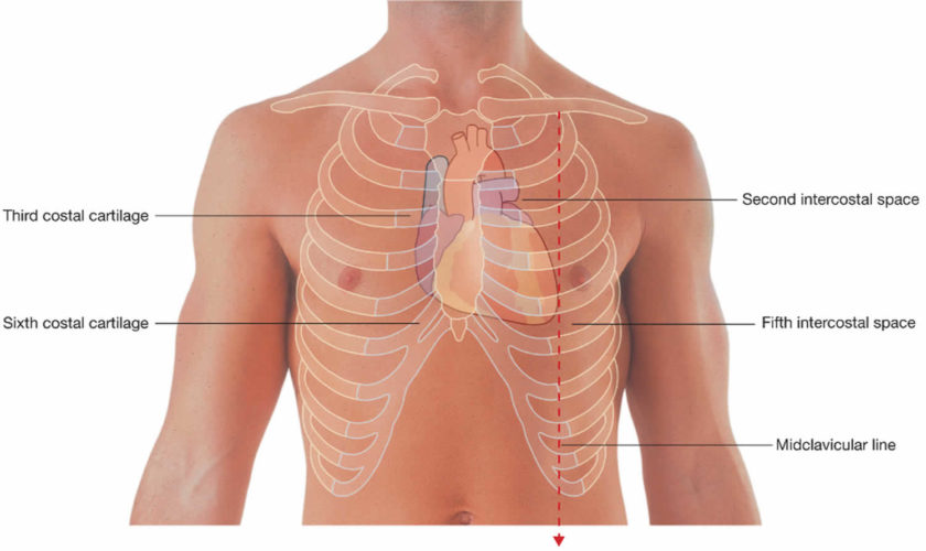 Auscultation how to do chest, lung and heart auscultation