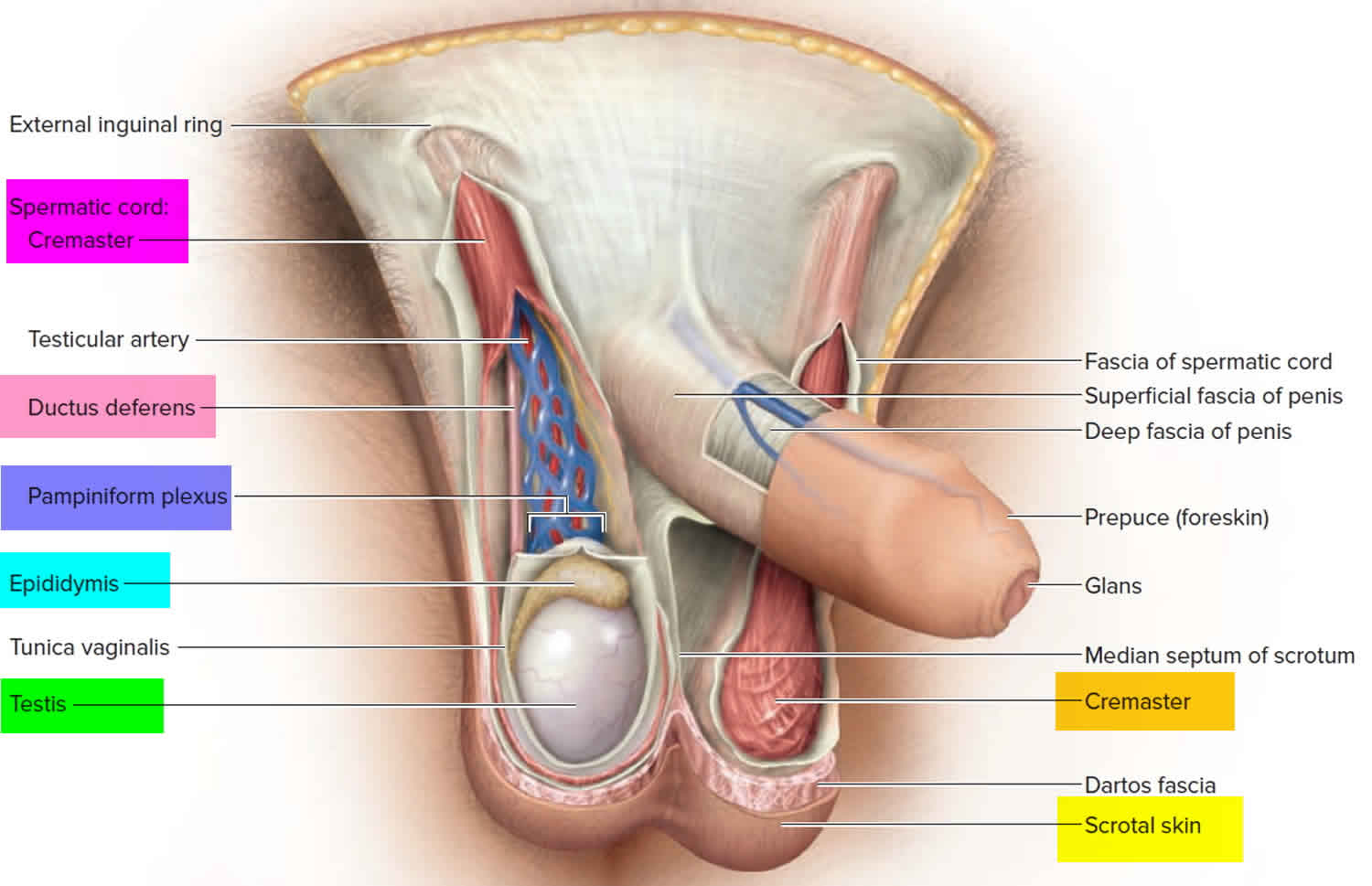 Testicles and scrotum anatomy