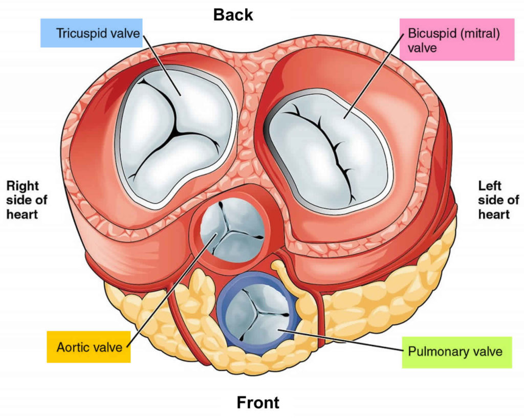 Is Heart Valve Regurgitation Common