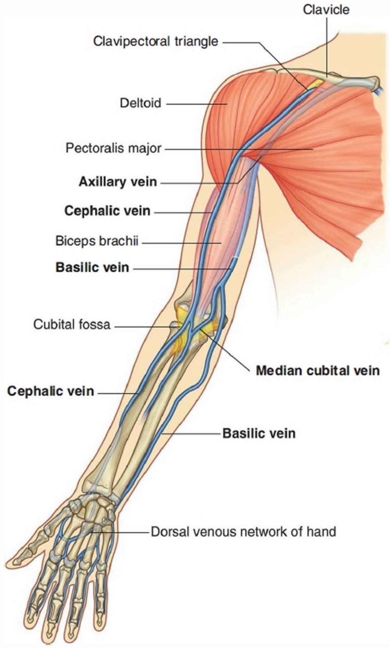 Venipuncture procedure, venipuncture sites, veins & venipuncture