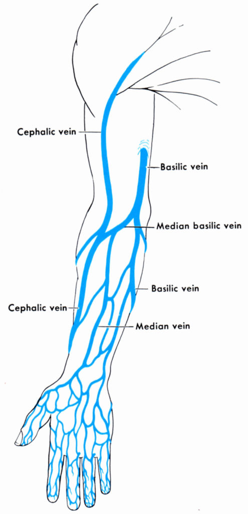 venipuncture sites diagram