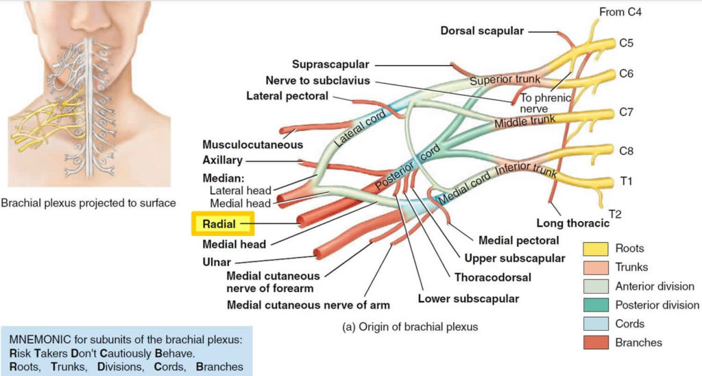 Radial Tunnel Syndrome Causes, Symptoms, Diagnosis & Treatment