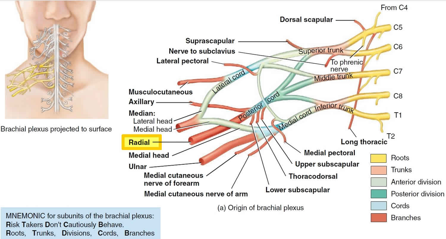 Radial Nerve Anatomy, Radial Nerve Palsy And Radial Nerve Injury