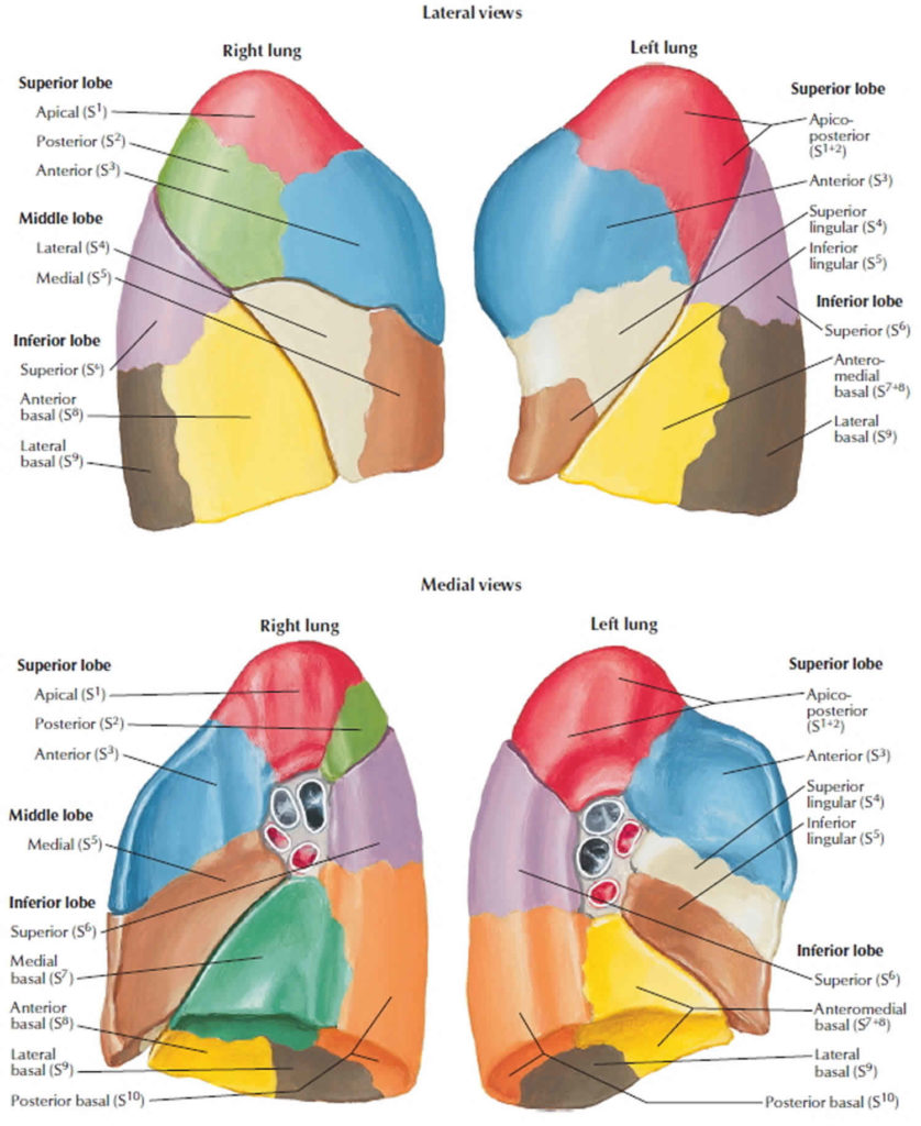 auscultating anterior lung sounds