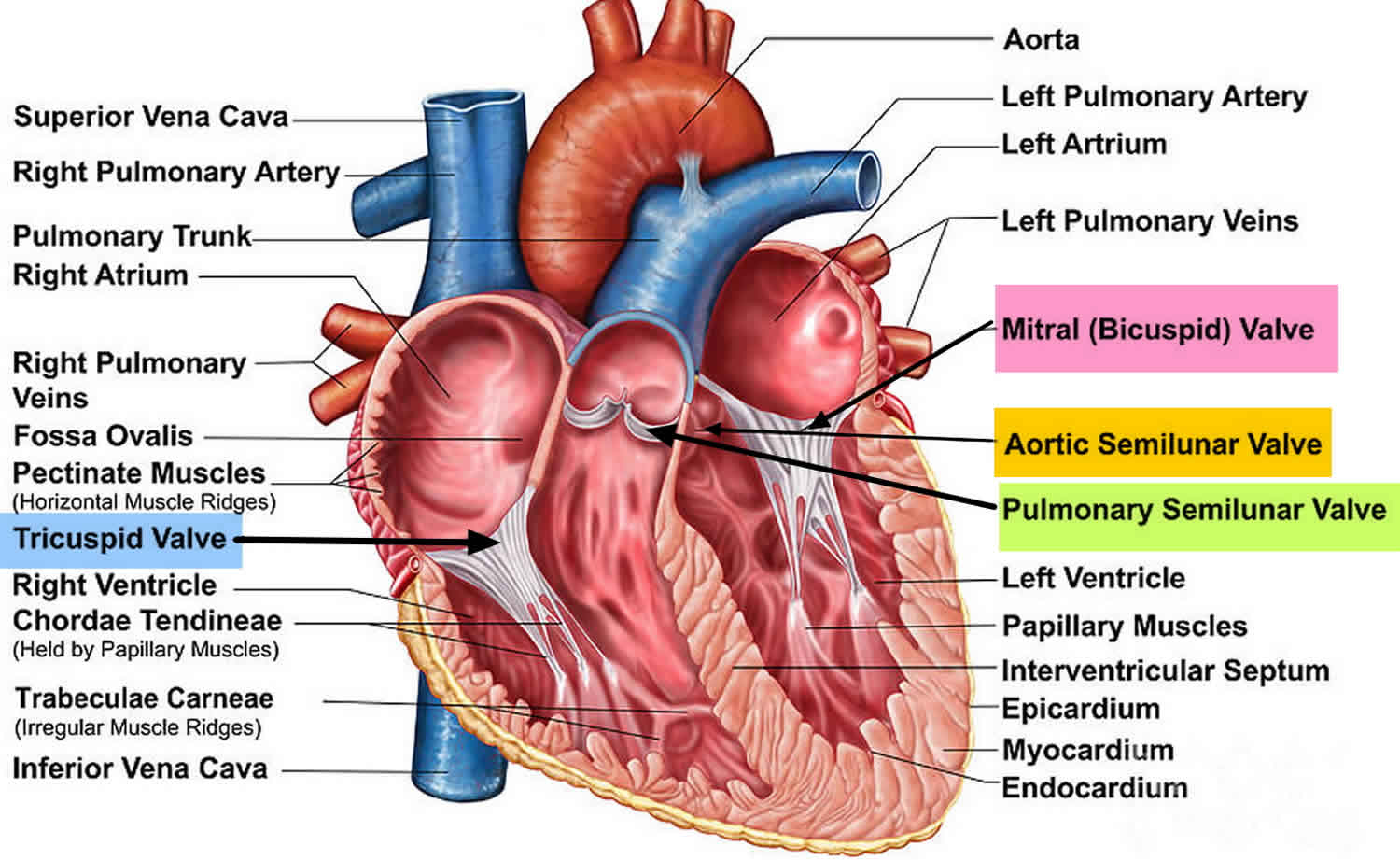 Tricuspid Valve Regurgitation Causes Severity Symptoms Diagnosis