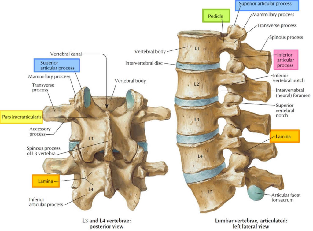 l4 lumbar