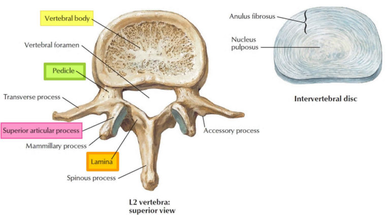 Lumbar Facet Syndrome Causes, Symptoms, Diagnosis, Treatment & Prognosis