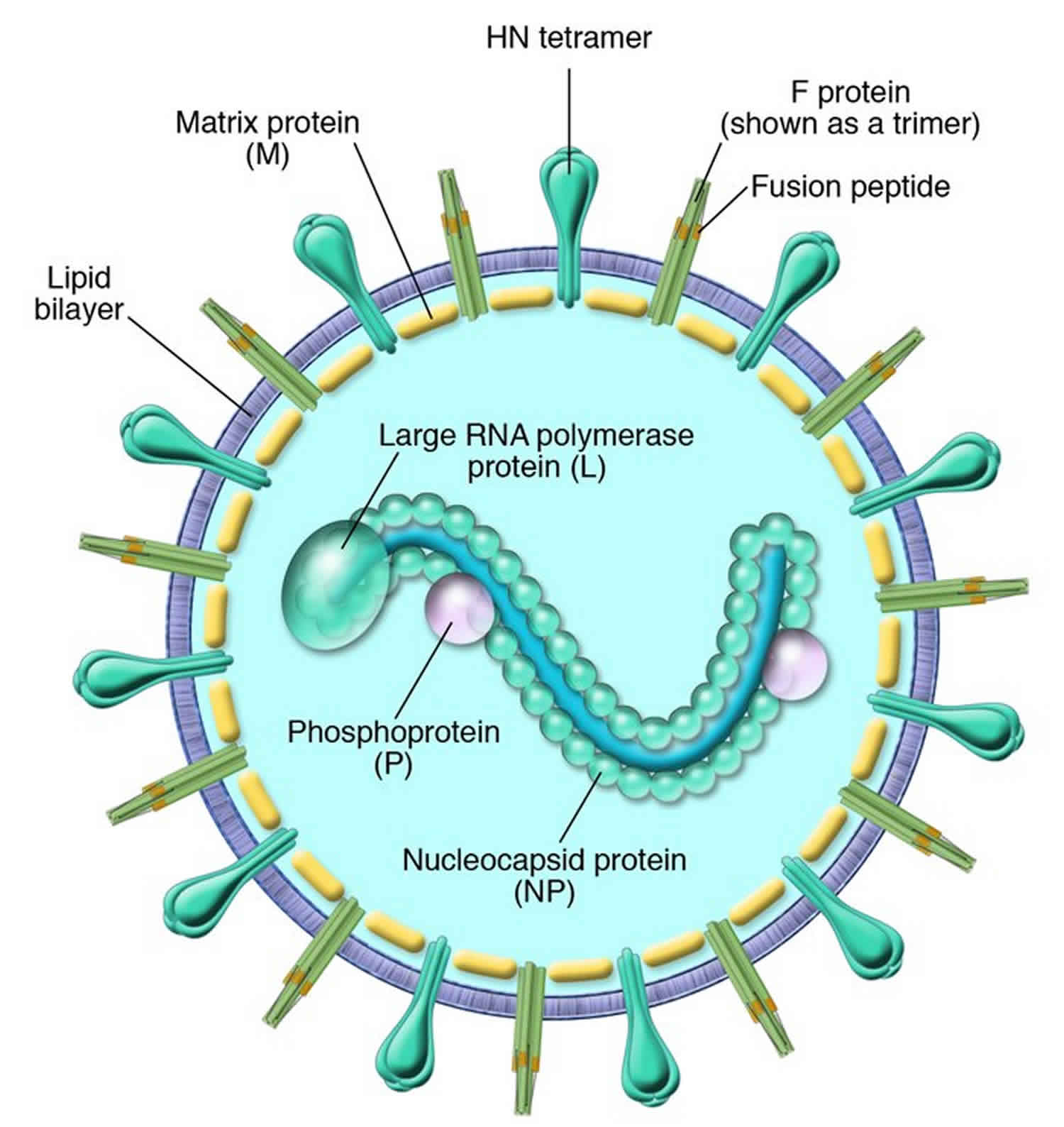 Вирус гриппа семейство. Парагрипп строение. Парагрипп 3 крупного рогатого скота вирус. Парагрипп строение вириона. Парагрипп структура вириона.