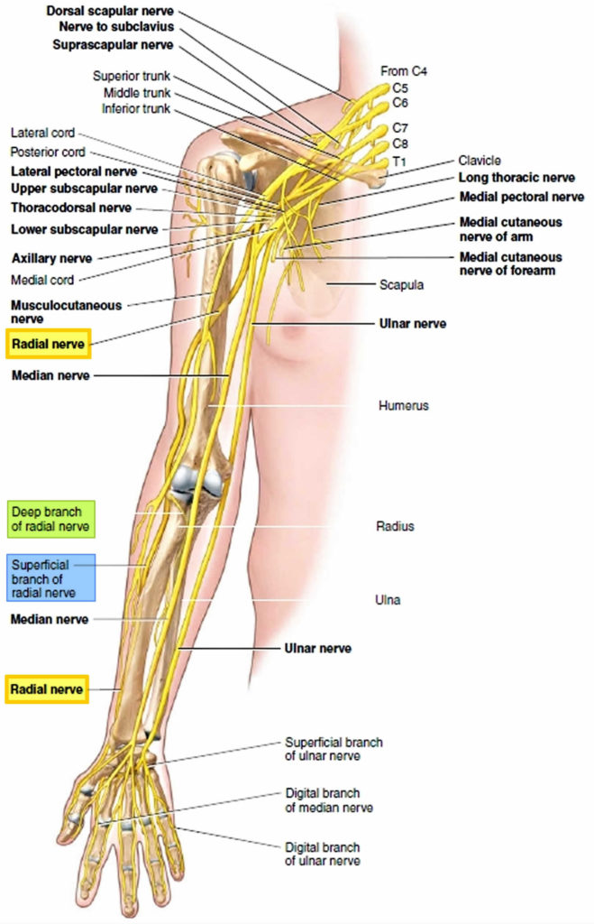 Radial nerve anatomy, radial nerve palsy and radial nerve injury