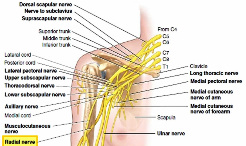 radial nerve