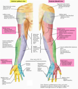 Radial nerve anatomy, radial nerve palsy and radial nerve injury