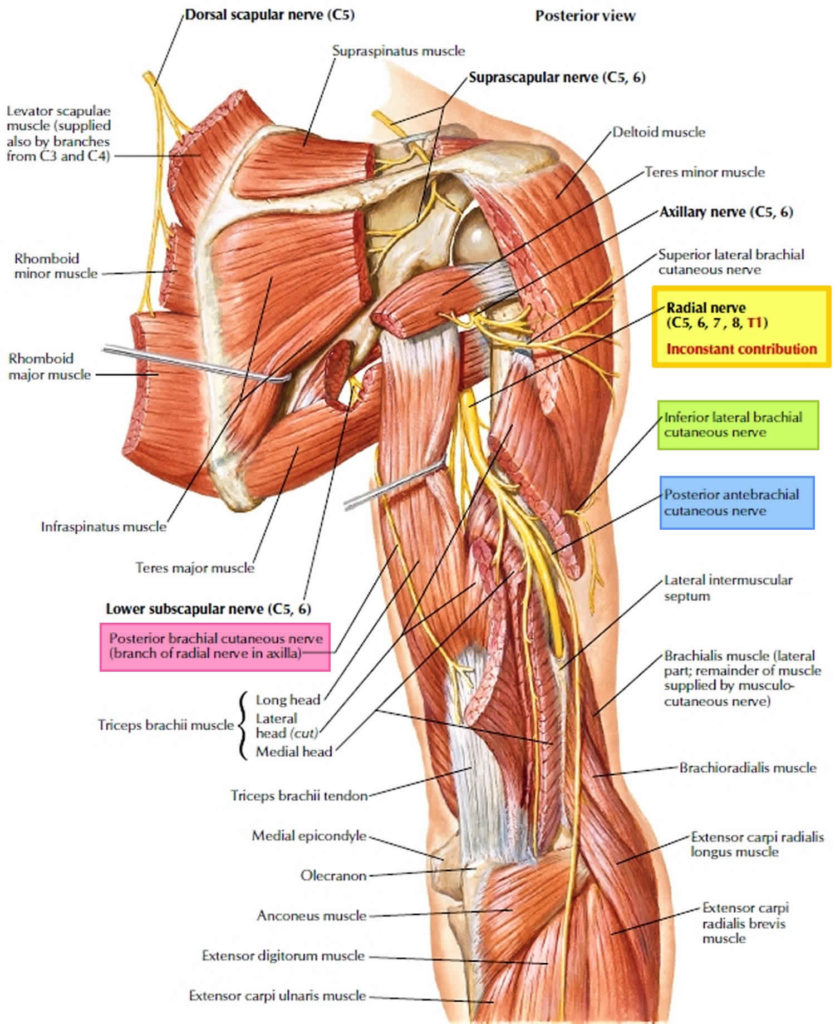 Radial nerve anatomy, radial nerve palsy and radial nerve injury