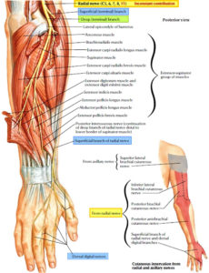 Radial tunnel syndrome causes, symptoms, diagnosis & treatment