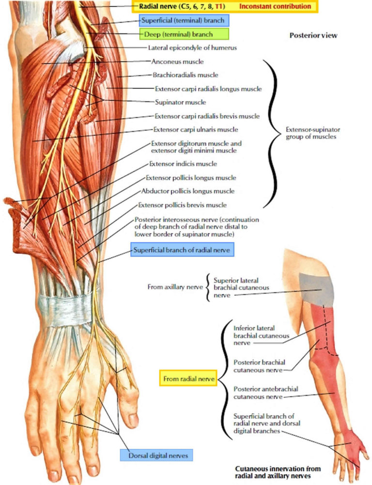 Wartenberg syndrome causes, symptoms, diagnosis & treatment