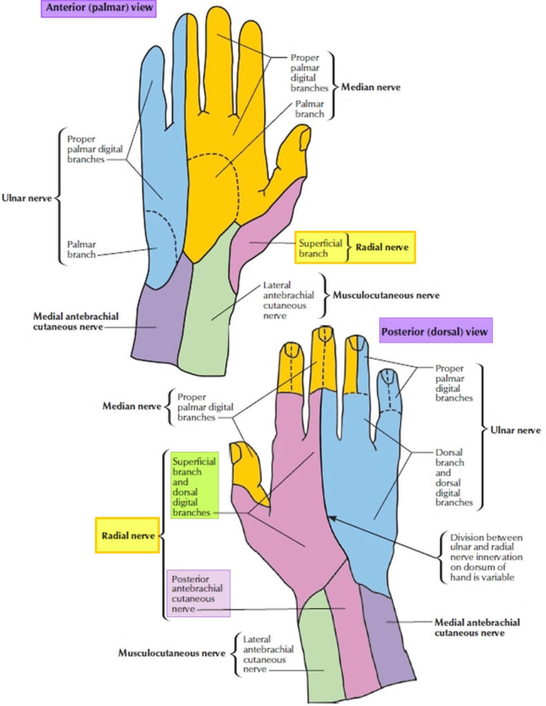 Radial Tunnel Syndrome Causes, Symptoms, Diagnosis & Treatment