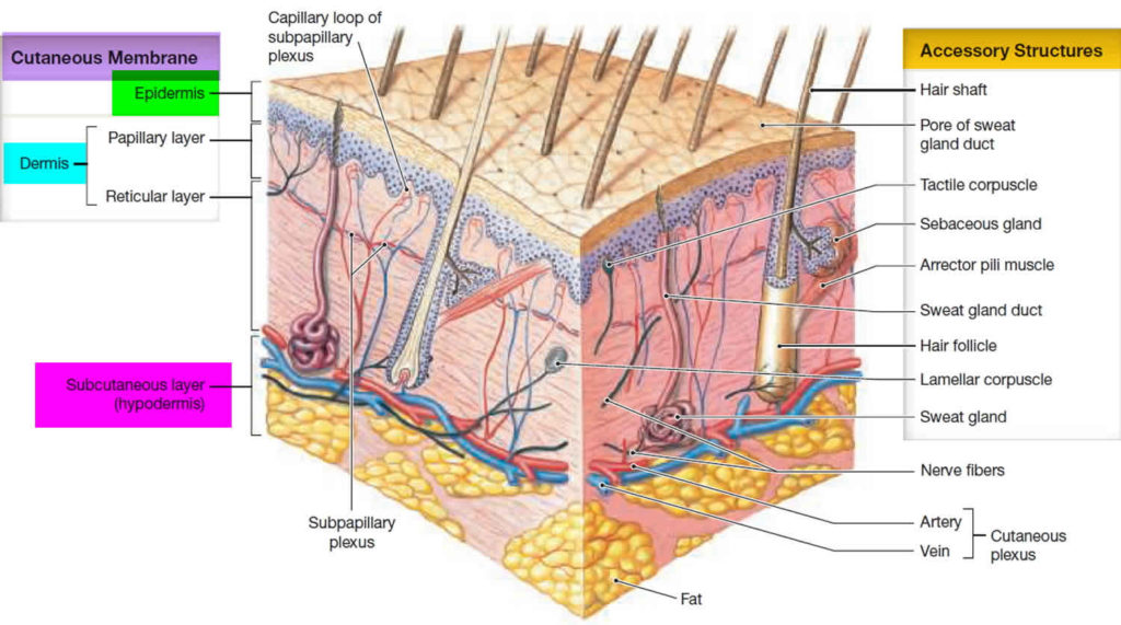 skin-graft-indications-procedure-aftercare-and-skin-graft-failure