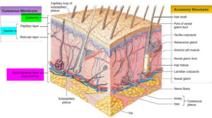 Skin graft indications, procedure, aftercare and skin graft failure ...