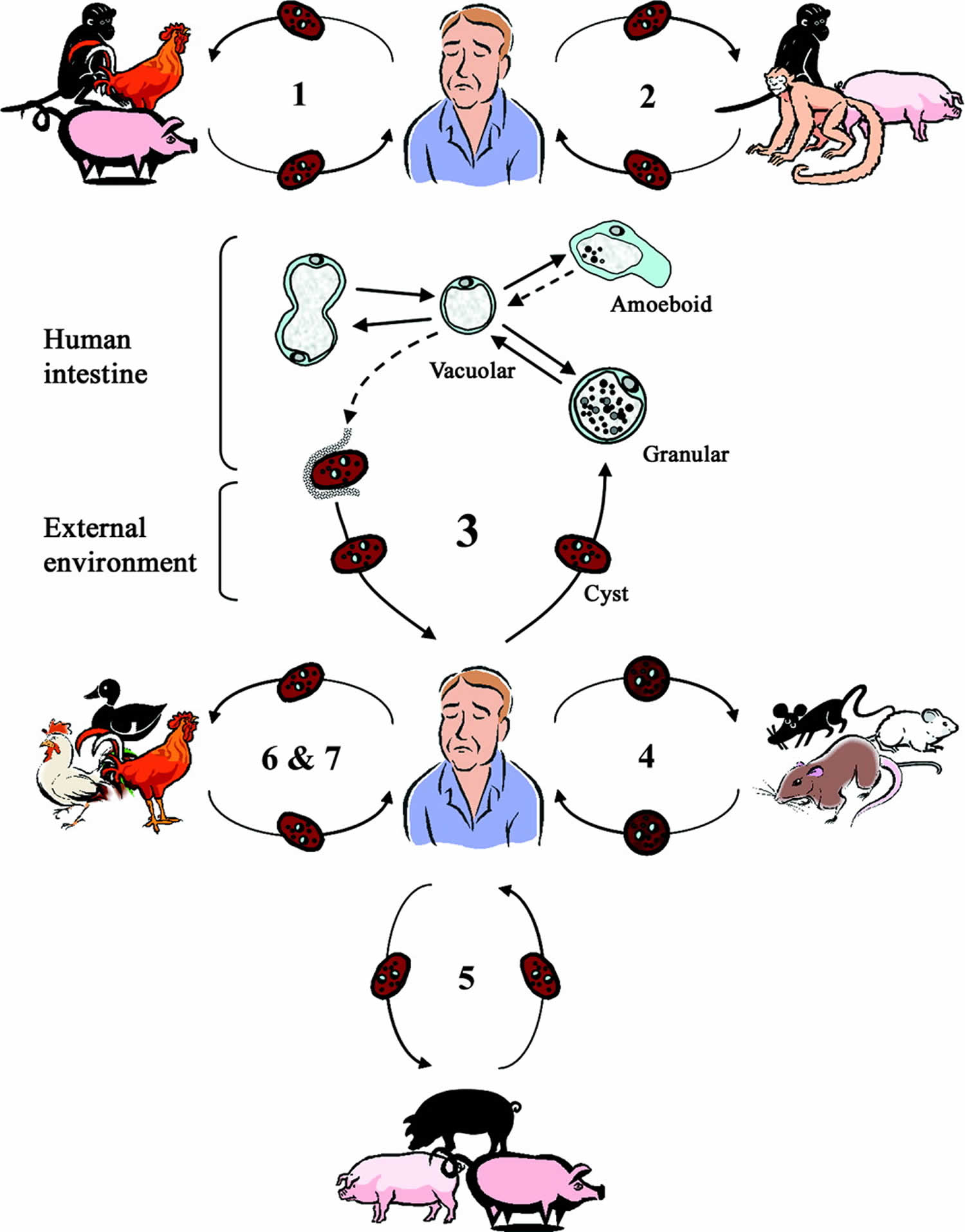 Blastocystis & blastocystis hominis, causes, symptoms, diagnosis ...