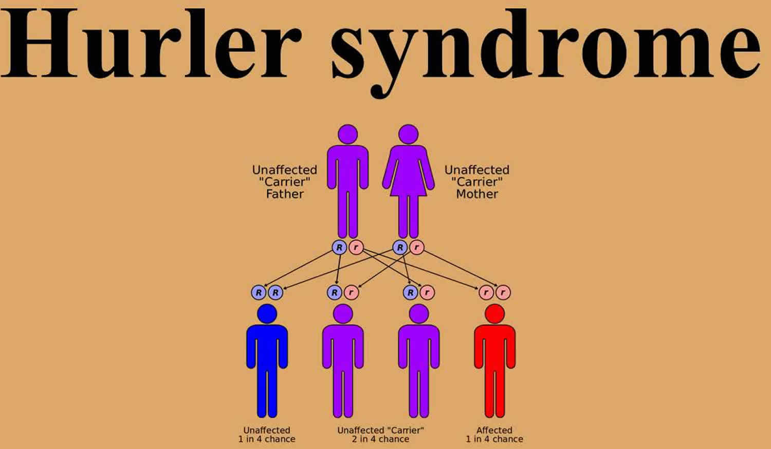 Hurler scheie syndrome