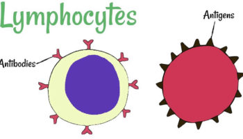 lymphocytes