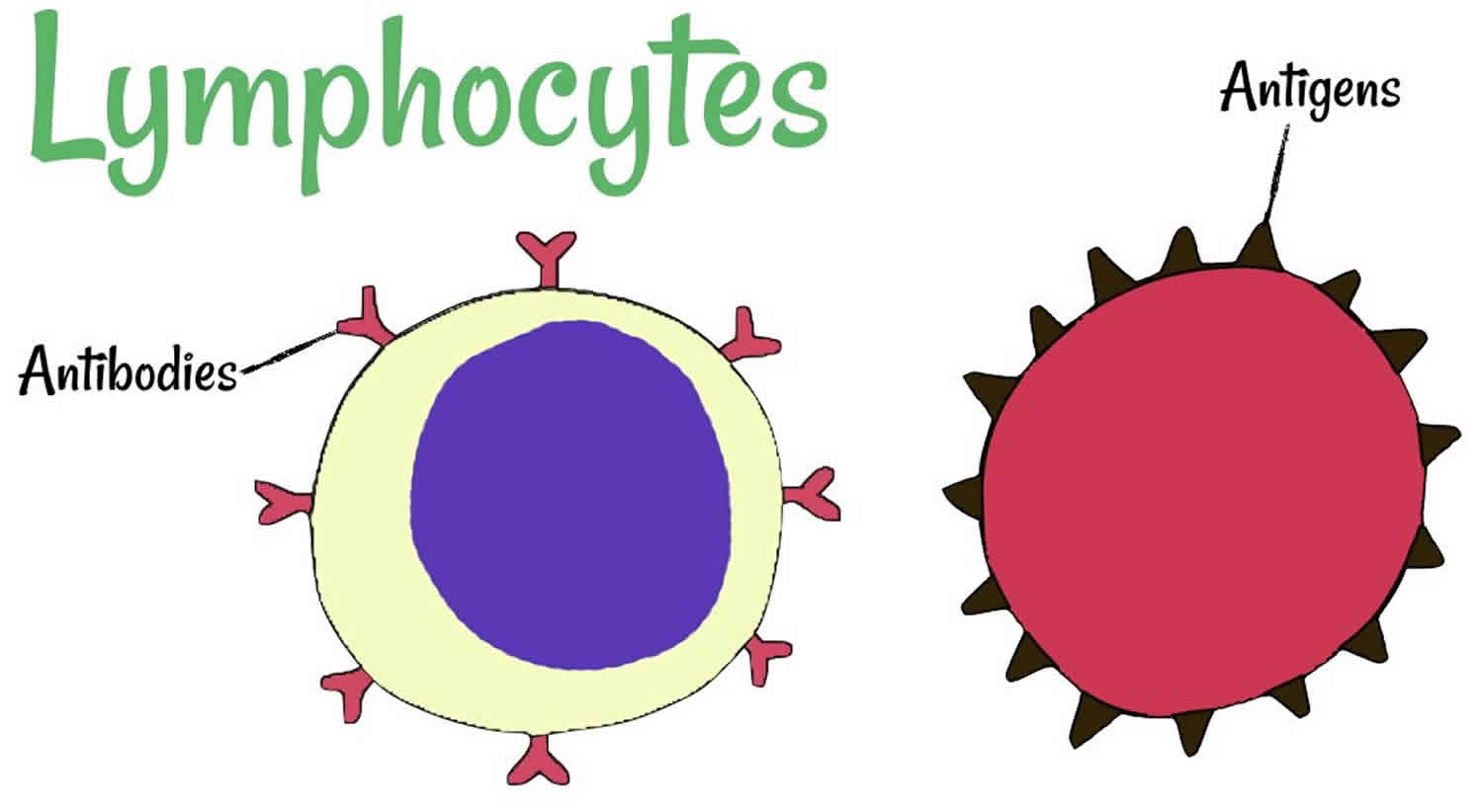 lymphocytes-blood-film-medschool