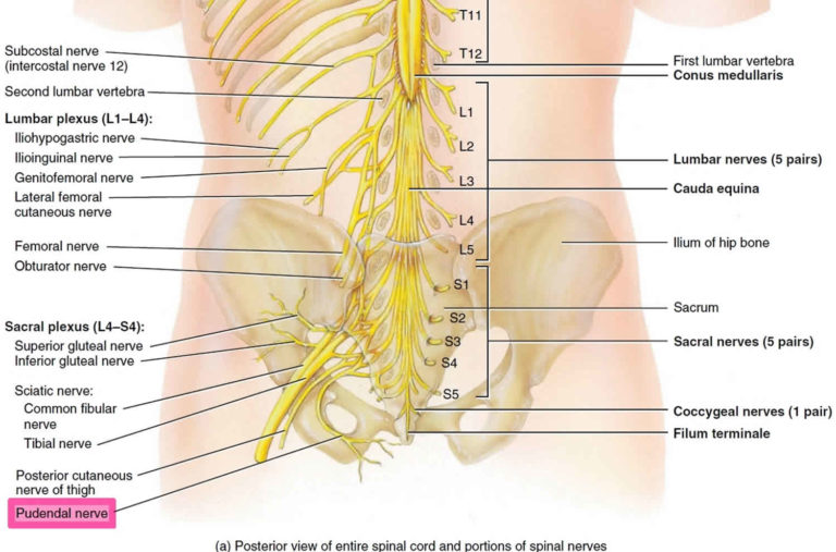 pudendal-neuralgia-causes-symptoms-diagnosis-prognosis-treatment