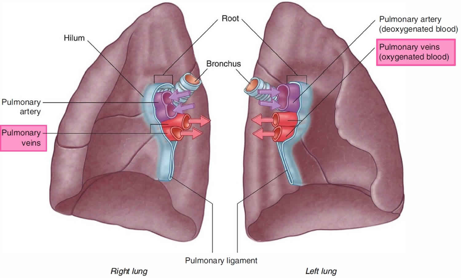 pulmonary-vein-anatomy-function-location-ablation-stenosis-thrombosis