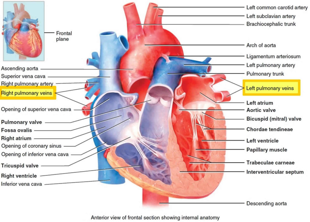 Pulmonary vein anatomy, function, location, ablation, stenosis & thrombosis