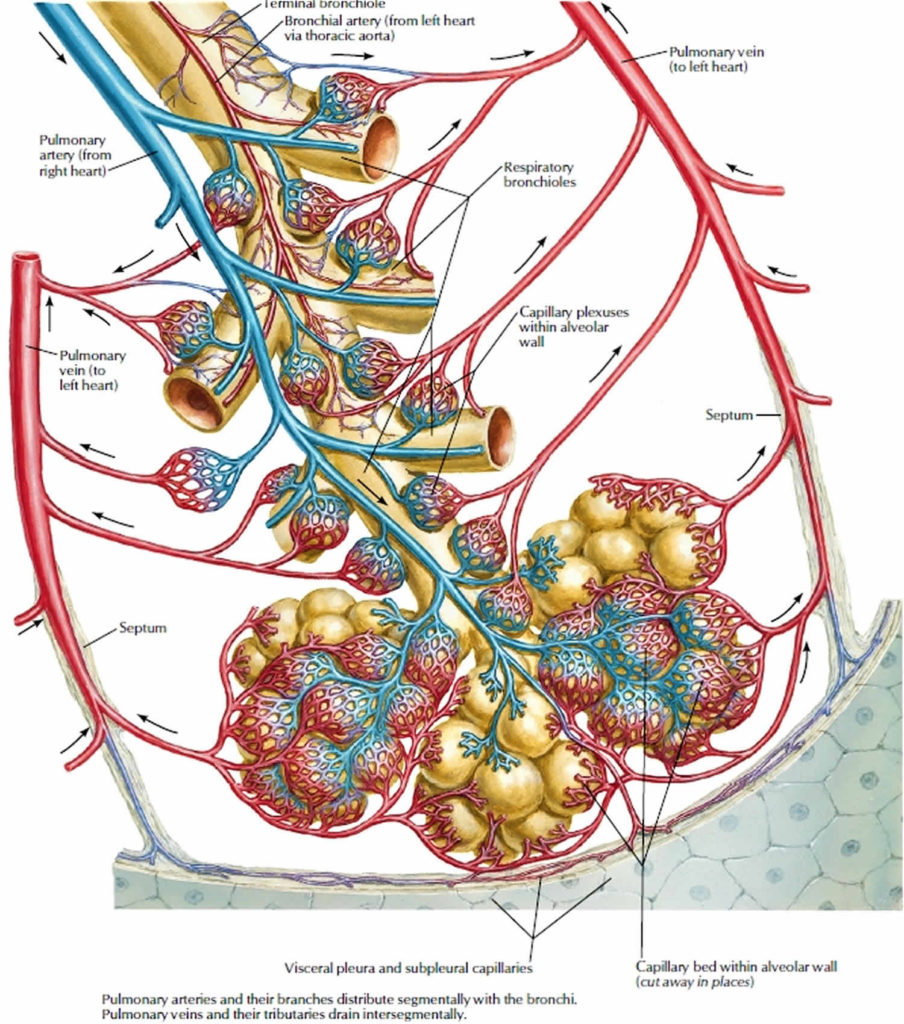 Pulmonary Vein Anatomy Function Location Ablation Stenosis And Thrombosis