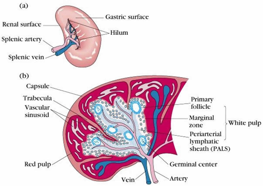 Splenectomy indications surgery vaccines diet side effects Biology Diagrams