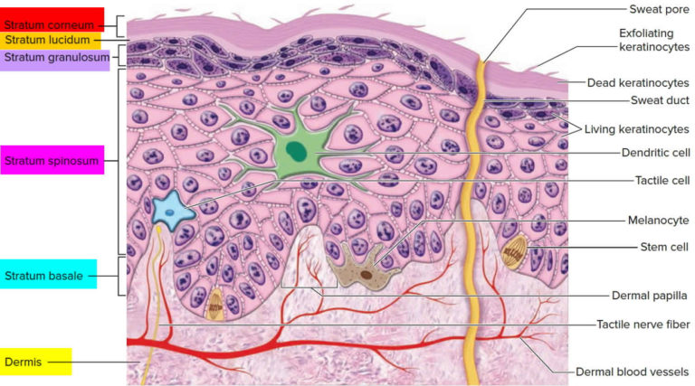 Stratum corneum anatomy, thickness, structure & stratum corneum function