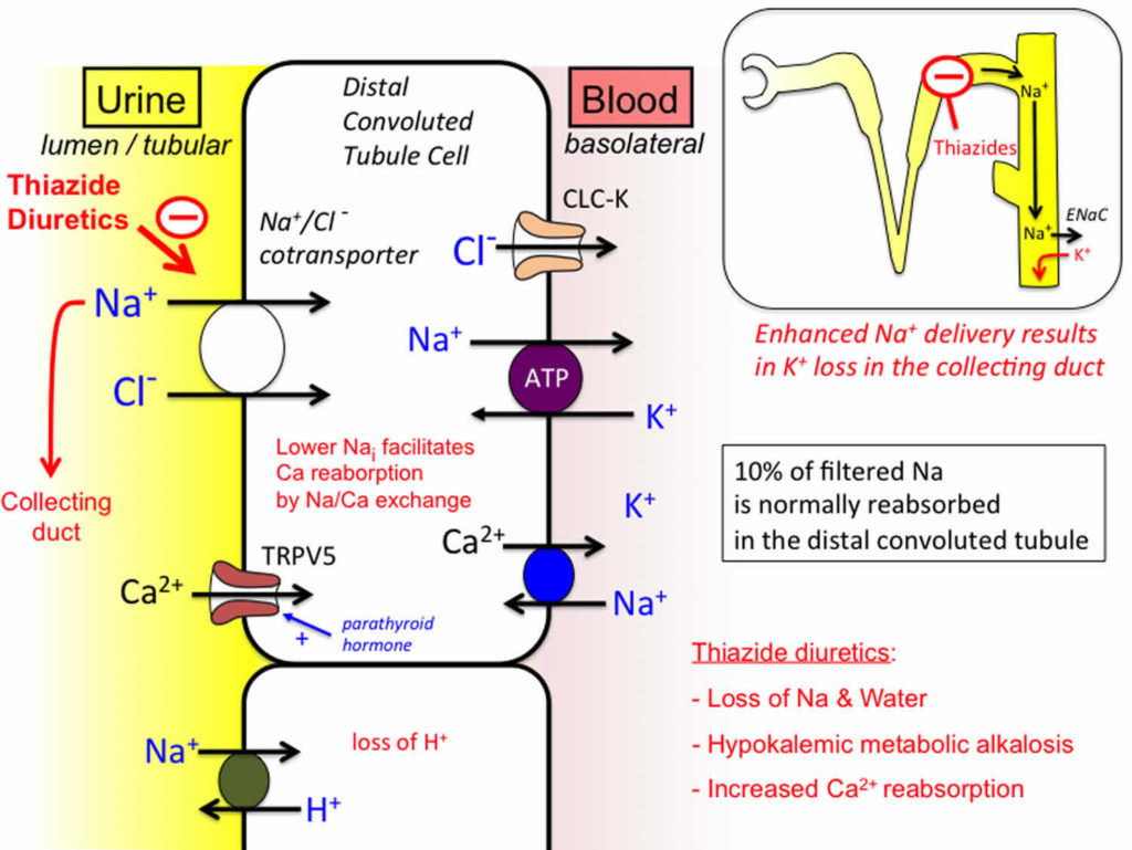 Thiazide diuretics uses, list, thiazide mechanism of action & thiazide