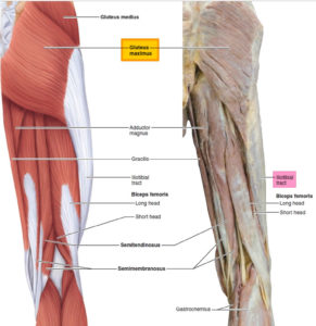 Gluteus maximus anatomy, function, action, exercises & workout