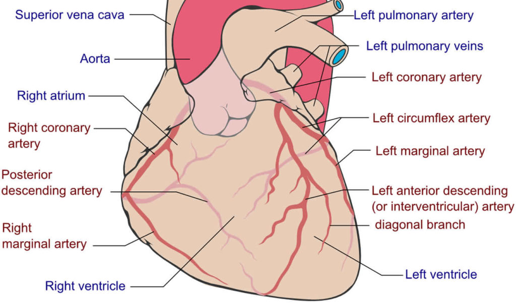 Heart bypass surgery, coronary artery bypass surgery risks & recovery time