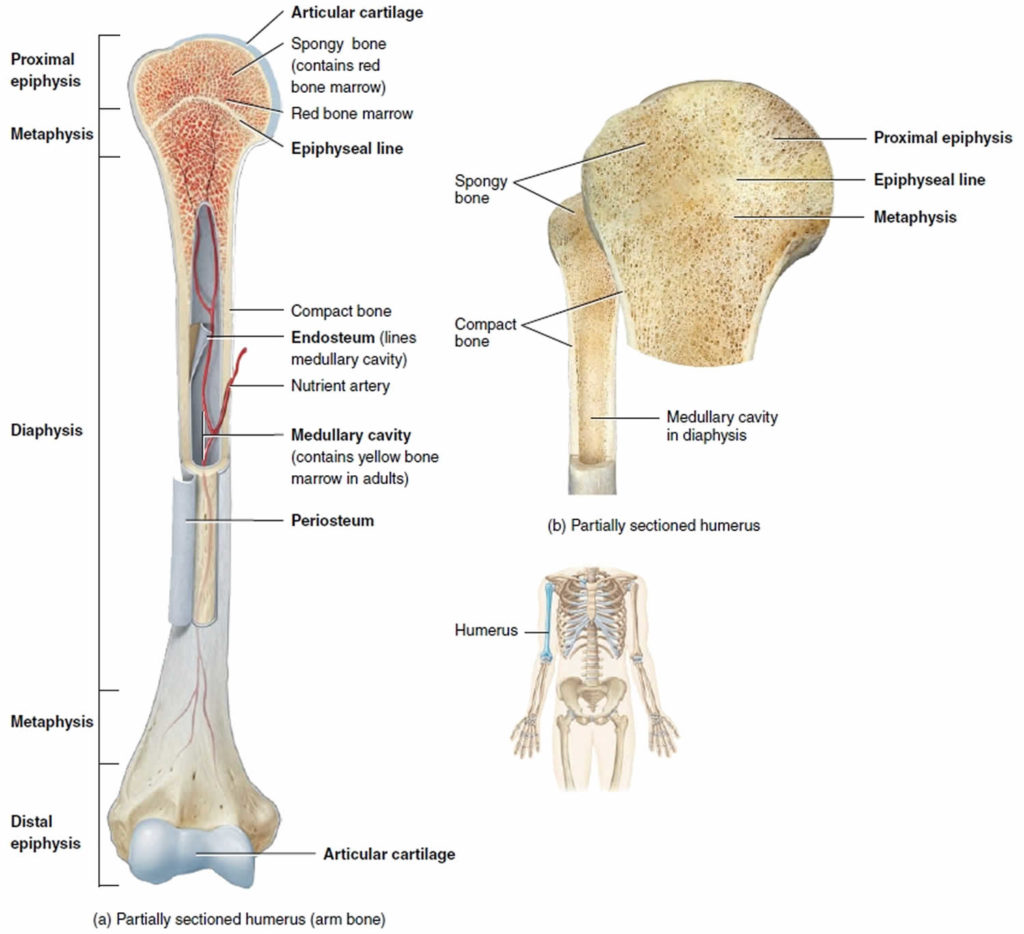 Long bone anatomy, structure, parts, function and fracture types